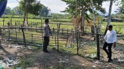 Cegah Judi Kembali Beroperasi, Arena Sabung Ayam Salupao Dibongkar Polisi