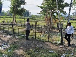 Cegah Judi Kembali Beroperasi, Arena Sabung Ayam Salupao Dibongkar Polisi