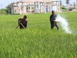Kekeringan Ancam Sawah, Polisi Salurkan Air untuk Petani Palopo